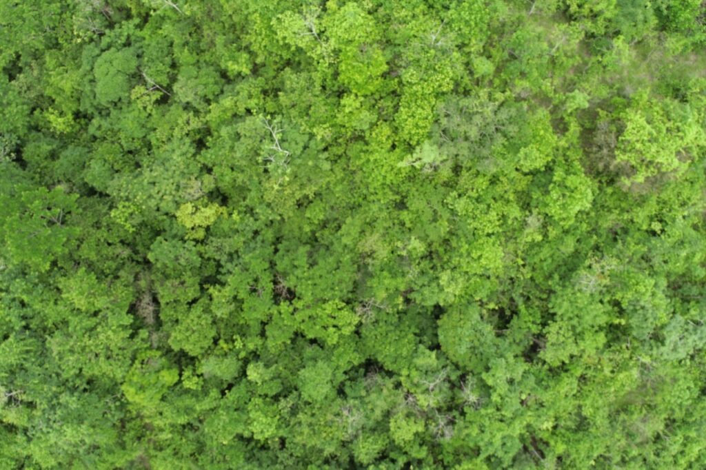 Latinex es elegida como la organización que administrará la Bolsa Panameña del Carbono, tercer componente del Mercado Nacional de Carbono de Panamá 3 WhatsApp Image 2023 01 31 at 10.19.48 AM 1