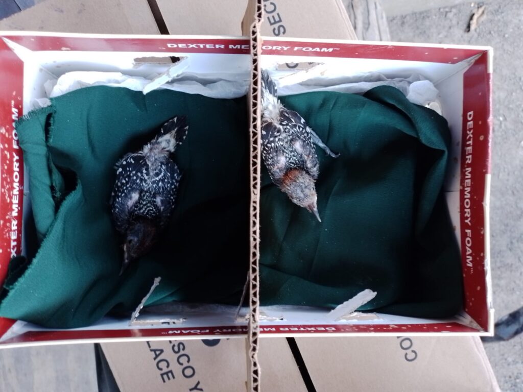 MiAMBIENTE Panamá Oeste reitera medidas sanitarias para la movilización de aves silvestre por Influenza Aviar 2 WhatsApp Image 2023 04 05 at 3.43.43 PM