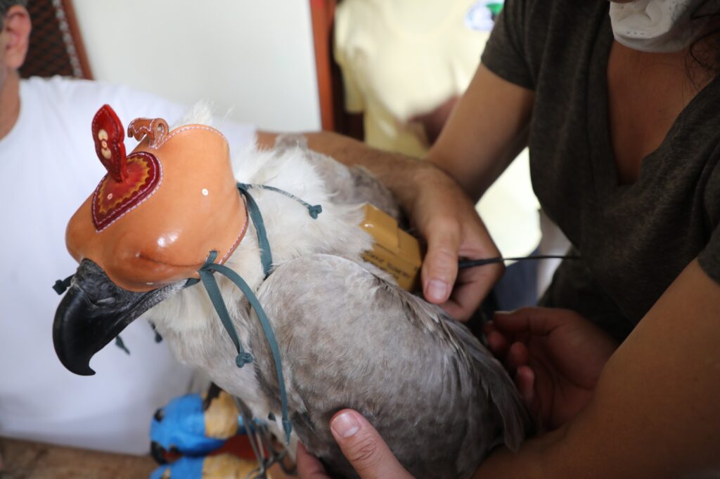 Operación Águila Harpía: Realizamos el exitoso rescate y reubicación de nuestra ave nacional 4 WhatsApp Image 2023 04 23 at 8.43.21 AM