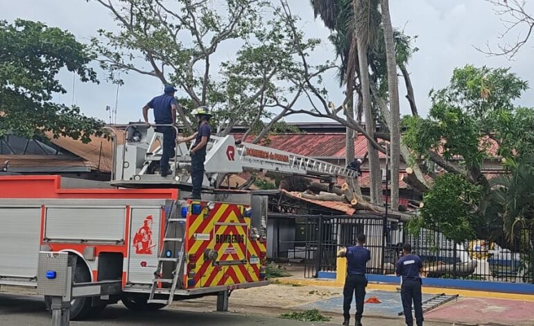 Caída de árbol afectó ventanilla de récord policivo en la DIJ, se atenderá en la entrada diagonal 2 cinco 770x470 1