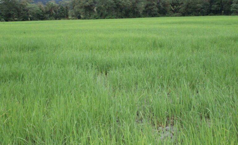 Veraguas 3 770x470 1