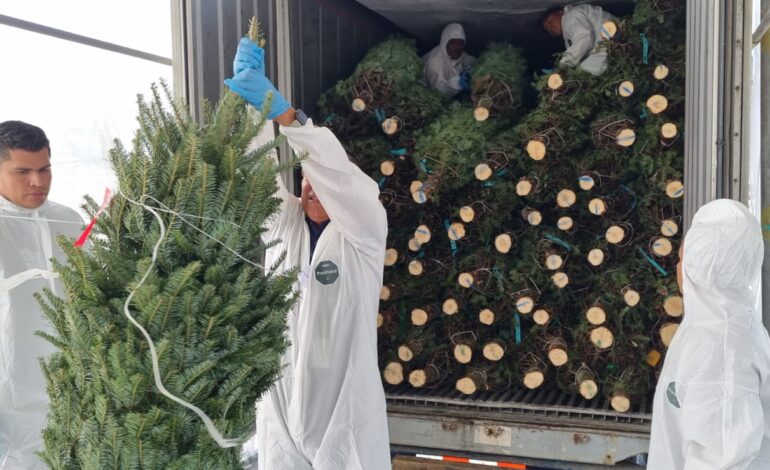 arbolitos 1 770x470 1