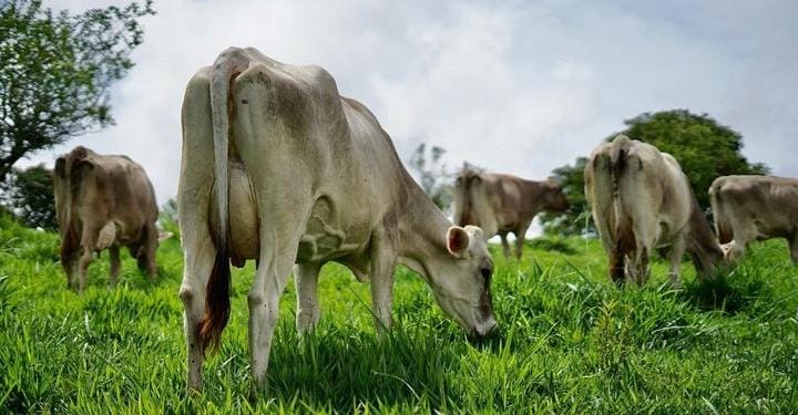 vacas