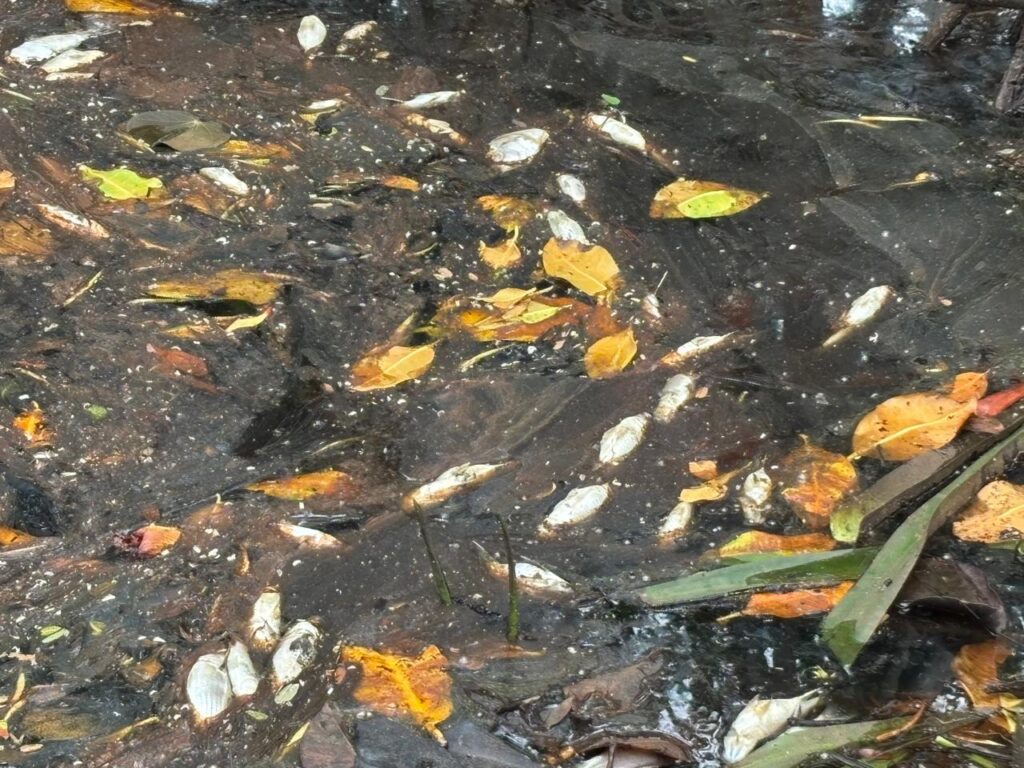 MiAMBIENTE interpone denuncia penal ante el Ministerio Público por contaminación y muerte de peces en estero de Alanje 4 WhatsApp Image 2025 06 22 at 7.42.22 PM 1