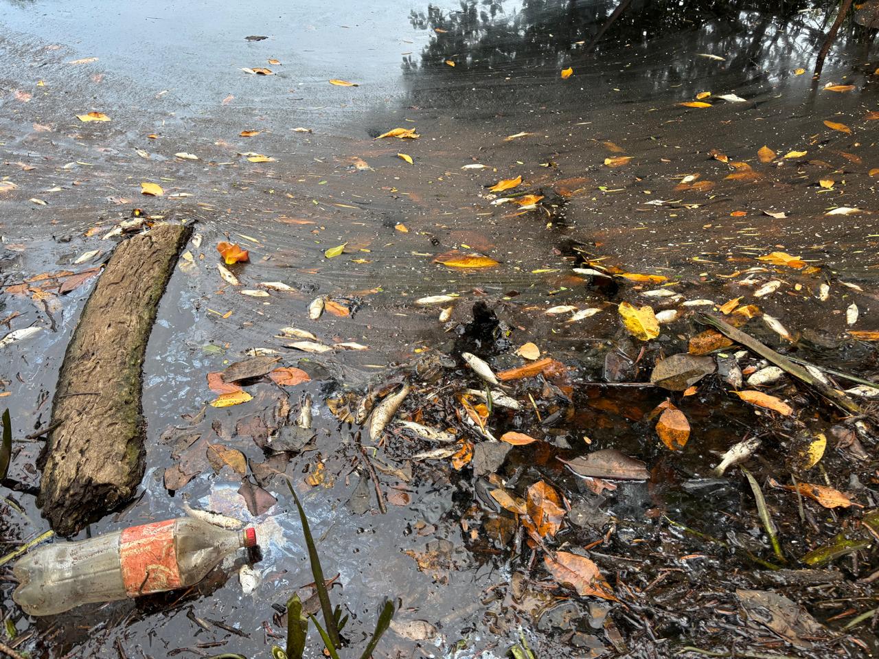 MiAMBIENTE interpone denuncia penal ante el Ministerio Público por contaminación y muerte de peces en estero de Alanje 1 WhatsApp Image 2025 06 22 at 7.42.22 PM