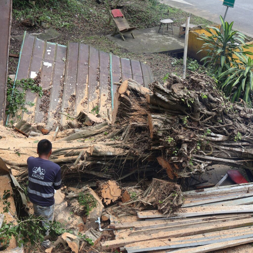 Junta Comunal de Ancón realiza operativo de corte y poda de árboles en Paraíso 4 WhatsApp Image 2025 07 22 at 3.29.46 PM