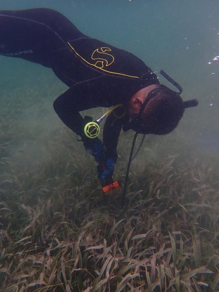 Pastos marinos: pequeños ecosistemas con un gran impacto en el mar y en la vida humana 2 WhatsApp Image 2026 02 28 at 4.45.44 PM
