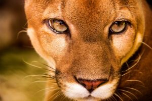 Panamá alberga seis especies de felinos silvestres esenciales para la biodiversidad