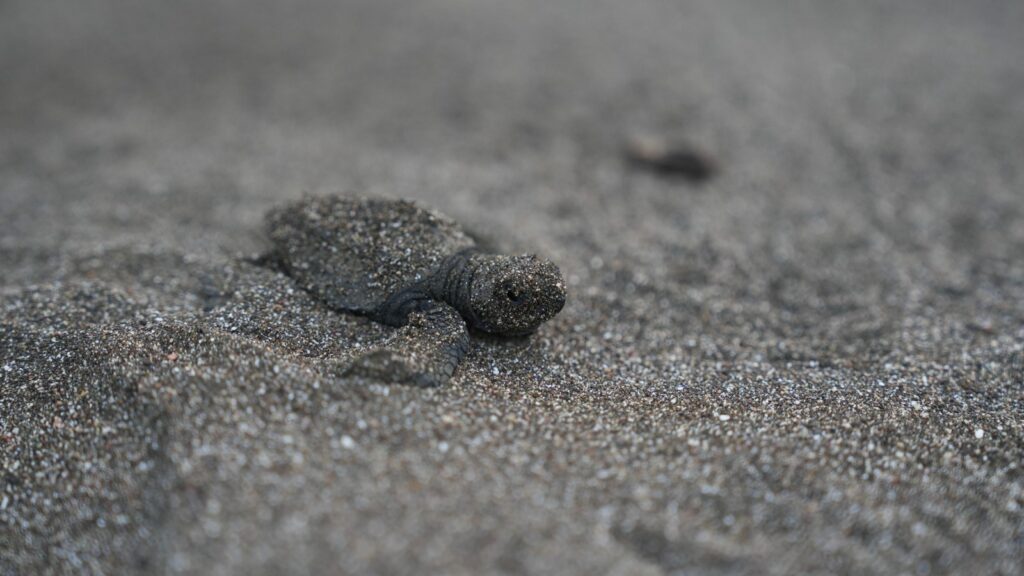 WhatsApp Image 2026 04 01 at 1.25.48 PM 1