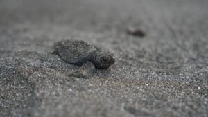 MiAMBIENTE presenta Plan de Trabajo de Conservación de Tortugas Marinas 2026