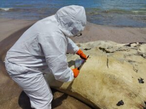 MiAMBIENTE coordina atención ante varamiento de tiburón ballena en Playa Veracruz
