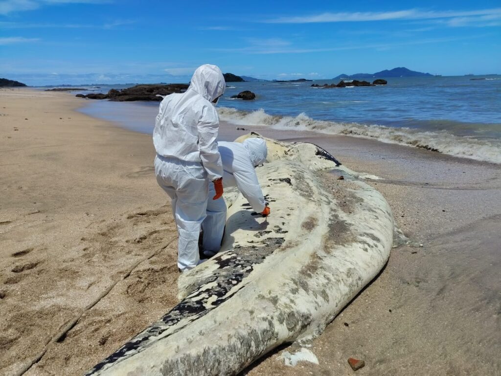 MiAMBIENTE coordina atención ante varamiento de tiburón ballena en Playa Veracruz 2 WhatsApp Image 2026 06 09 at 3.42.23 PM
