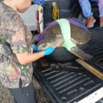 MiAMBIENTE lamenta la muerte de tortuga marina rescatada tras ataque por canes y hace llamado enérgico a una tenencia responsable de mascotas