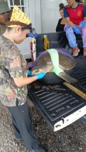 MiAMBIENTE lamenta la muerte de tortuga marina rescatada tras ataque por canes y hace llamado enérgico a una tenencia responsable de mascotas