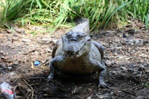 MiAMBIENTE ejecuta acciones de prevención para evitar el conflicto con cocodrilos