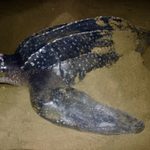 Un regreso histórico! la tortuga baula vuelve a anidar en las costas del Pacífico panameño