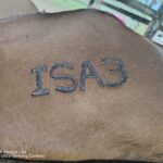 Productor asegura 16 novillos de ceba con el ISA de Colón