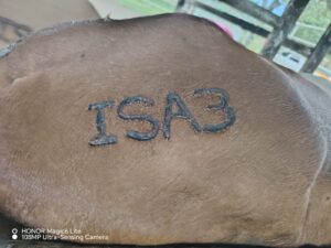 Productor asegura 16 novillos de ceba con el ISA de Colón