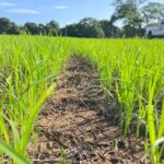 ISA asegura 68 hectáreas de arroz a dos productoras en Mariato