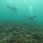 Parque Nacional Marino Golfo de Chiriquí: 32 años resguardando un santuario de vida en el Pacífico panameño
