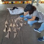 Retienen en Puerto Manzanillo contenedor con 109 sacos de aletas de tiburón con destino a Malasia