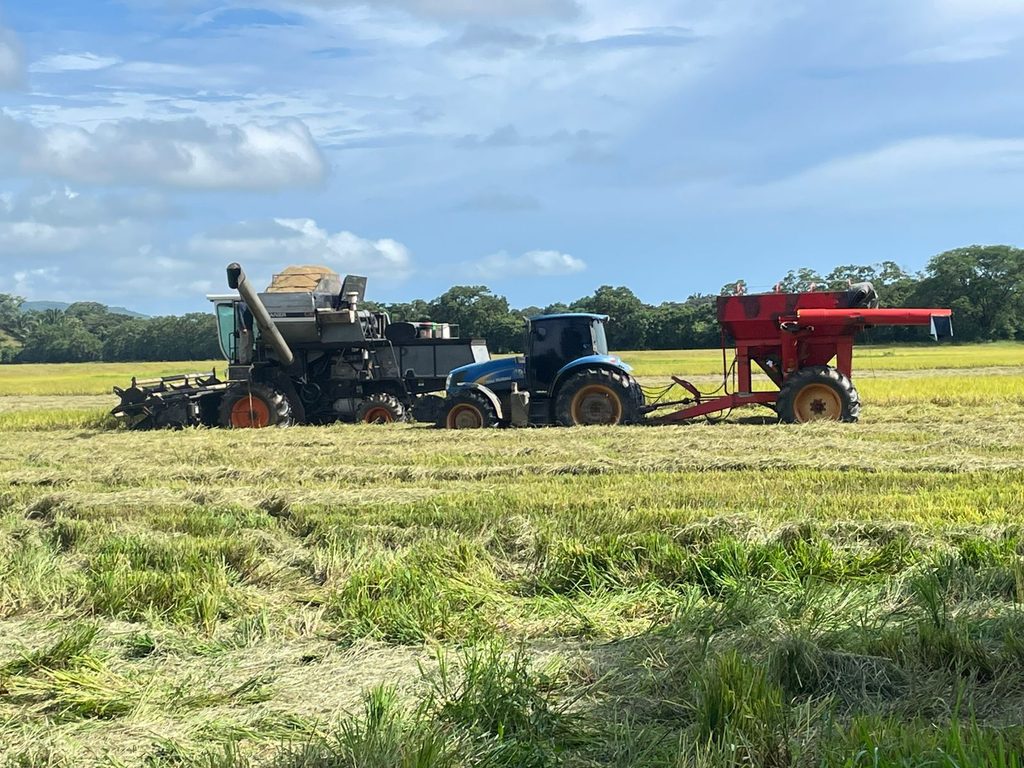 ISA realiza control de cosecha en arroz afectado por sequía en Mariato 2 1000117821