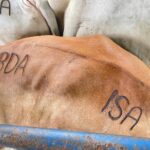 ISA fortalece la protección de la producción ganadera en Mariato con el aseguramiento de 74 bovinos de ceba