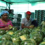 Oferta exportable de Panamá crece 17.2% y supera los B/.1,157 millones a septiembre