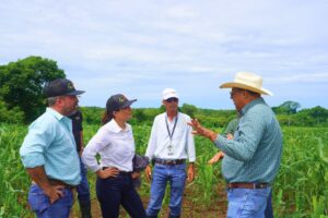ISA verifica en campo contingencias en parcelas de maíz aseguradas en Los Santos